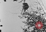 Immagine di La fauna selvatica Colorado United States USA, 1922, secondo 62 filmato di repertorio 65675072889