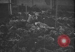 Image atrocité victimes Allemagne, 1945, de la seconde 1 séquences d'archives historiques vidéo 65675072906