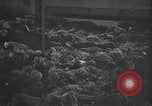 Image atrocité victimes Allemagne, 1945, de la seconde 6 séquences d'archives historiques vidéo 65675072906