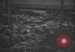 Image atrocité victimes Allemagne, 1945, de la seconde 7 séquences d'archives historiques vidéo 65675072906