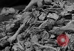 Standbild Konzentrationslager Buchenwald Deutschland, 1945, aus Sekunde 22 historischem Filmmaterial Videoclip 65675072908