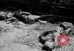 Image of Viet Minh prisoners French Indo China, 1949, second 60 stock footage video 65675073084