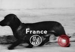 Immagine di Dog show Parigi Francia, 1954, secondo 5 filmato di repertorio 65675073125