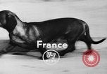 Immagine di Dog show Parigi Francia, 1954, secondo 6 filmato di repertorio 65675073125