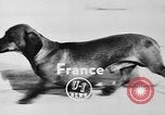 Immagine di Dog show Parigi Francia, 1954, secondo 7 filmato di repertorio 65675073125