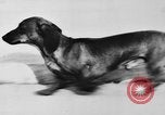 Immagine di Dog show Parigi Francia, 1954, secondo 8 filmato di repertorio 65675073125