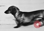 Immagine di Dog show Parigi Francia, 1954, secondo 9 filmato di repertorio 65675073125