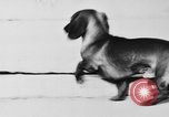 Immagine di Dog show Parigi Francia, 1954, secondo 10 filmato di repertorio 65675073125