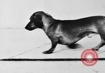 Immagine di Dog show Parigi Francia, 1954, secondo 11 filmato di repertorio 65675073125