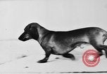 Immagine di Dog show Parigi Francia, 1954, secondo 12 filmato di repertorio 65675073125