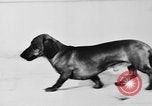 Immagine di Dog show Parigi Francia, 1954, secondo 13 filmato di repertorio 65675073125