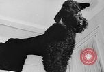 Immagine di Dog show Parigi Francia, 1954, secondo 21 filmato di repertorio 65675073125