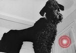 Immagine di Dog show Parigi Francia, 1954, secondo 22 filmato di repertorio 65675073125