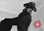 Immagine di Dog show Parigi Francia, 1954, secondo 23 filmato di repertorio 65675073125