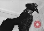 Immagine di Dog show Parigi Francia, 1954, secondo 24 filmato di repertorio 65675073125
