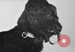 Immagine di Dog show Parigi Francia, 1954, secondo 25 filmato di repertorio 65675073125