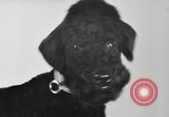 Immagine di Dog show Parigi Francia, 1954, secondo 26 filmato di repertorio 65675073125