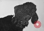 Immagine di Dog show Parigi Francia, 1954, secondo 27 filmato di repertorio 65675073125