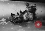 Immagine di Dog show Parigi Francia, 1954, secondo 30 filmato di repertorio 65675073125