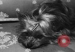 Immagine di Dog show Parigi Francia, 1954, secondo 31 filmato di repertorio 65675073125