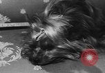 Immagine di Dog show Parigi Francia, 1954, secondo 33 filmato di repertorio 65675073125