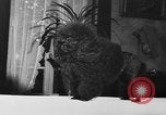 Immagine di Dog show Parigi Francia, 1954, secondo 34 filmato di repertorio 65675073125