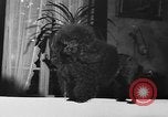 Immagine di Dog show Parigi Francia, 1954, secondo 36 filmato di repertorio 65675073125
