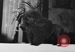 Immagine di Dog show Parigi Francia, 1954, secondo 37 filmato di repertorio 65675073125