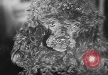 Immagine di Dog show Parigi Francia, 1954, secondo 39 filmato di repertorio 65675073125