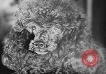 Immagine di Dog show Parigi Francia, 1954, secondo 40 filmato di repertorio 65675073125