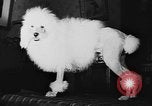 Immagine di Dog show Parigi Francia, 1954, secondo 41 filmato di repertorio 65675073125