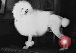 Immagine di Dog show Parigi Francia, 1954, secondo 42 filmato di repertorio 65675073125