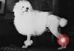 Immagine di Dog show Parigi Francia, 1954, secondo 43 filmato di repertorio 65675073125