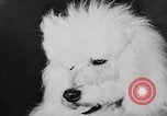 Immagine di Dog show Parigi Francia, 1954, secondo 44 filmato di repertorio 65675073125