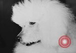 Immagine di Dog show Parigi Francia, 1954, secondo 45 filmato di repertorio 65675073125