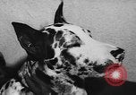 Immagine di Dog show Parigi Francia, 1954, secondo 49 filmato di repertorio 65675073125