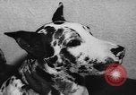 Immagine di Dog show Parigi Francia, 1954, secondo 50 filmato di repertorio 65675073125