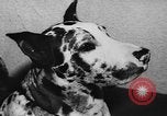 Immagine di Dog show Parigi Francia, 1954, secondo 51 filmato di repertorio 65675073125