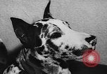 Immagine di Dog show Parigi Francia, 1954, secondo 52 filmato di repertorio 65675073125