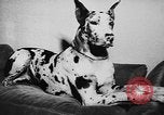 Immagine di Dog show Parigi Francia, 1954, secondo 53 filmato di repertorio 65675073125
