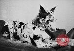 Immagine di Dog show Parigi Francia, 1954, secondo 54 filmato di repertorio 65675073125