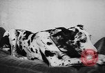 Immagine di Dog show Parigi Francia, 1954, secondo 55 filmato di repertorio 65675073125