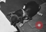 Immagine di Dog show Parigi Francia, 1954, secondo 58 filmato di repertorio 65675073125