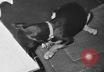 Immagine di Dog show Parigi Francia, 1954, secondo 59 filmato di repertorio 65675073125