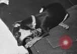 Immagine di Dog show Parigi Francia, 1954, secondo 60 filmato di repertorio 65675073125