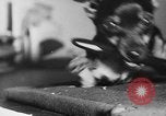 Immagine di Dog show Parigi Francia, 1954, secondo 61 filmato di repertorio 65675073125