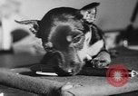 Immagine di Dog show Parigi Francia, 1954, secondo 62 filmato di repertorio 65675073125