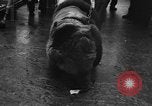 Image Peluche privé New York United States USA, 1957, de la seconde 4 séquences d'archives historiques vidéo 65675073132