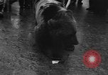 Image Peluche privé New York United States USA, 1957, de la seconde 5 séquences d'archives historiques vidéo 65675073132
