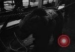 Image Peluche privé New York United States USA, 1957, de la seconde 22 séquences d'archives historiques vidéo 65675073132